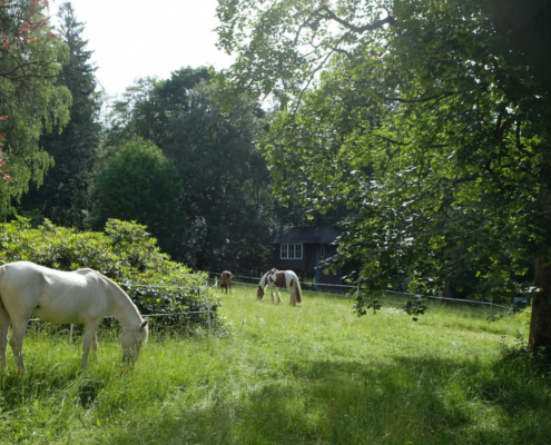 Klinik Dr. Barner - Die Therapiepferde im Park